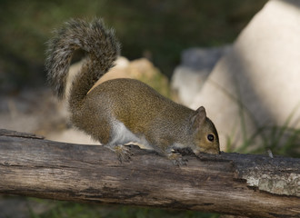 Eastern Gray Squirrel