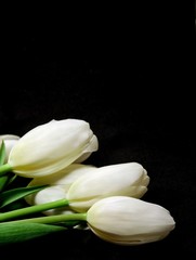 Naklejka premium Białe tulipany