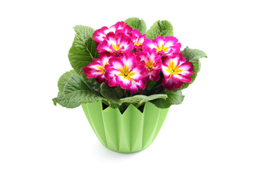 close-ups of primula in pot isolated on white