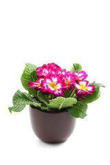 close-ups of primula in pot isolated on white