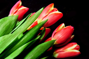 Red Tulips