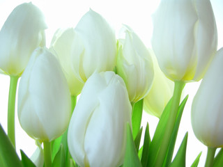 Plakaty  Zbliżenie kiści białych tulipanów na białym tle