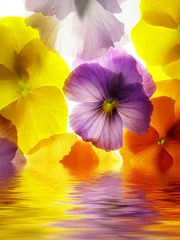 Photo sur Plexiglas Macro Close-up de viola tricolor coloré sur fond blanc