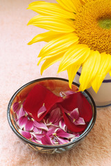 Aromatherapy flower petals in water bowl and sunflower