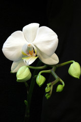 Obraz na płótnie Canvas White orchid