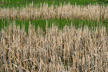 Natural background, wild dry reed grass in marshland.