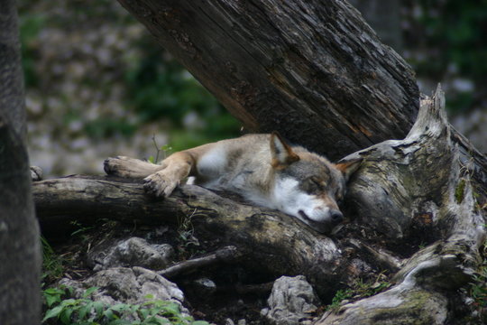 Loup endormi