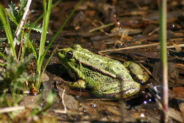 Grenouille
