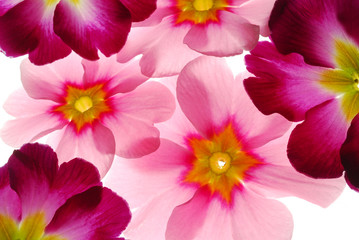 transparent primula flowers