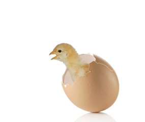 Baby chicken coming out of an eggshell
