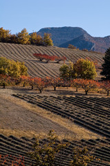 arbres sur les collines