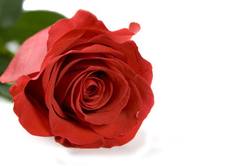 red rose over white background