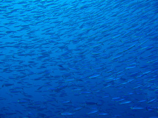 A School of small fish (Boga) in the Caribbean Sea