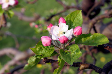 Obstbaumbl&uuml;te