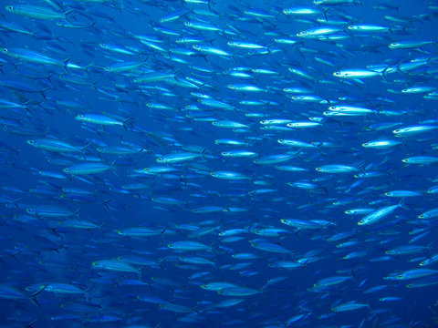 A School Of Small Fish In The Caribbean Sea