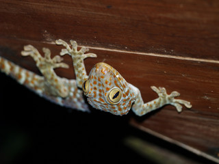 gekko_436 © hr.wig
