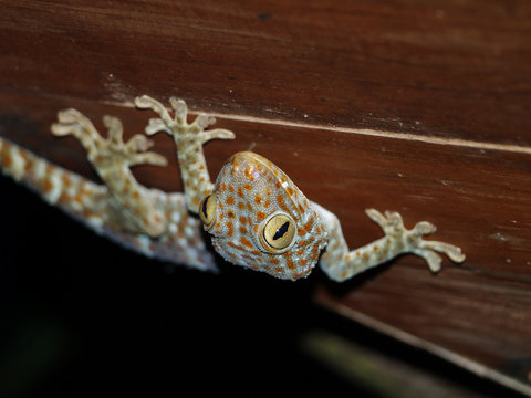 gekko_436