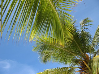 palmenblätter