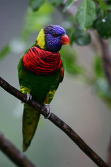 Rainbow Lorikeets