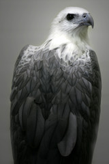 White Bellied Sea Eagle