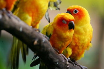 Sun Conures