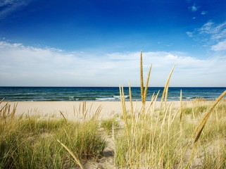 Naklejka premium path to beach with dune grass