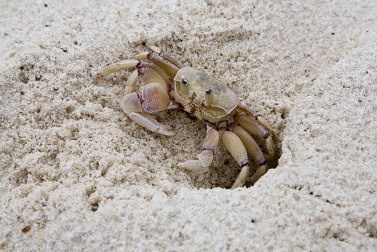 Kenya : plage de Diani : crabe des sables