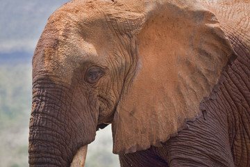 Naklejka na ściany i meble Kenya : parc Tsavos : éléphant
