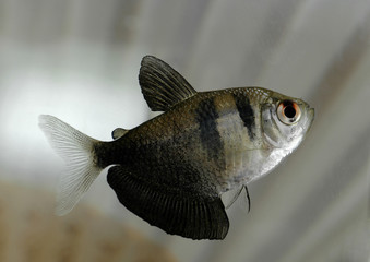 A macro shot of a high-fin tetra against a striped background.