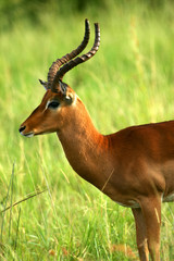 Male Impala