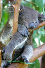 Koala Bear © Kitch Bain