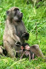 Chacma Baboons