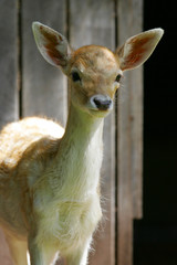 A Baby Deer