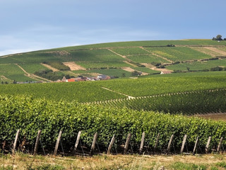 Fototapeta na wymiar Winnice w dolinie Loary we Francji.