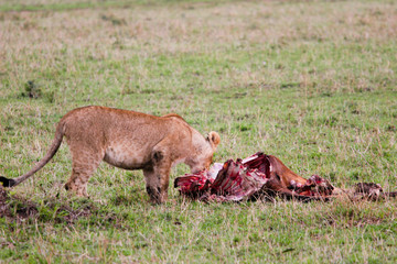cub lion eating a pray