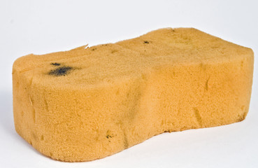 Big Sponge