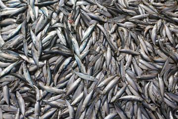 Maroc, Agadir, port : arrivée du poisson