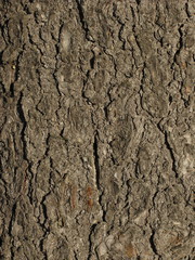 Old fir bark texture