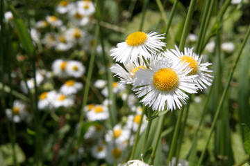 Wiesenblume