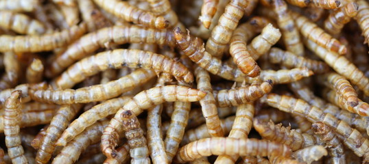 meal worms