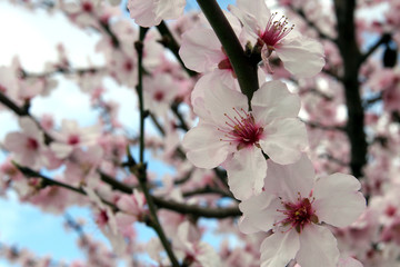 Mandelblüten