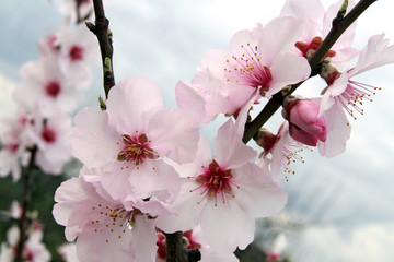 Mandelblüten