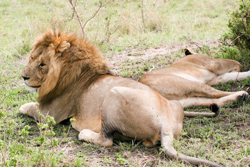 couple of lions in the wild