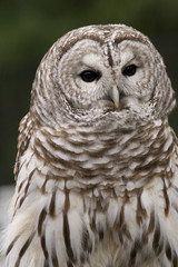  Black and White Barred Owl Close Up