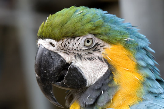 Blue Gold Macaw Head Shot Portrait Close Up