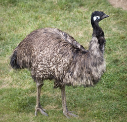 Emu Standing Up  