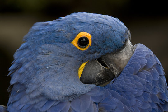 Blue Hyacinth Macaw Playing Peek A Boo Close Up