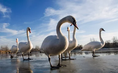 Photo sur Plexiglas Sports dhiver swans