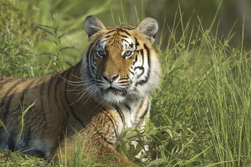 Fototapeta na wymiar Bengal tiger in high grass. Photographed with a telephoto lens