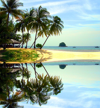 bord de mer reflet palmier cocotier